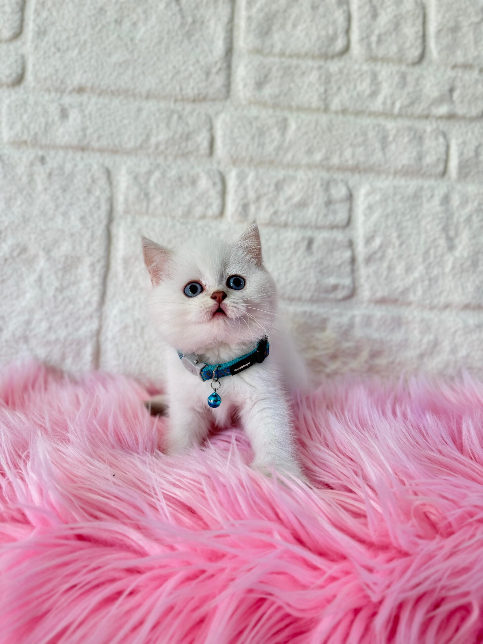 British Shorthair Kedilerde Sosyal ve Davranış Özellikleri