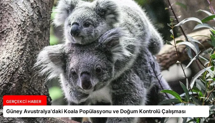 Güney Avustralya’daki Koala Popülasyonu ve Doğum Kontrolü Çalışması