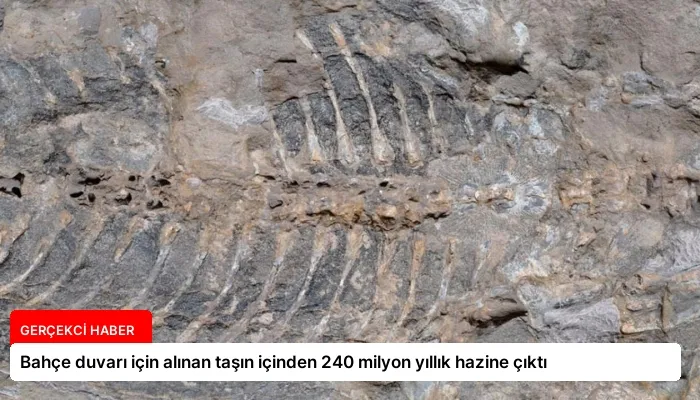 Bahçe duvarı için alınan taşın içinden 240 milyon yıllık hazine çıktı