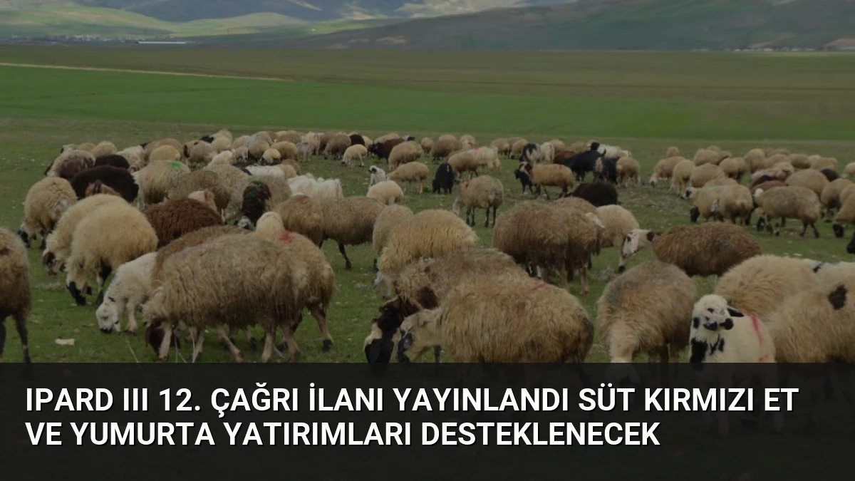 IPARD III 12. Çağrı İlanı Yayınlandı Süt Kırmızı Et ve Yumurta Yatırımları Desteklenecek